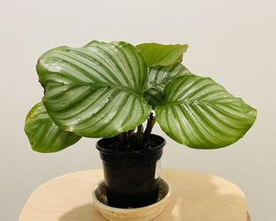 Calathea - Orbifolia 🪲