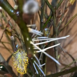Pussy WILLOW Starts