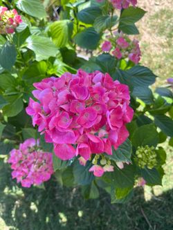 Hortencia planta