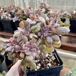 Crested Succulent