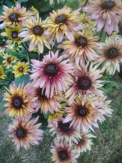 Gloriosa daisy