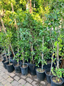 Trees and other plants for sale