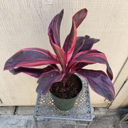 6” Cordylene Electra