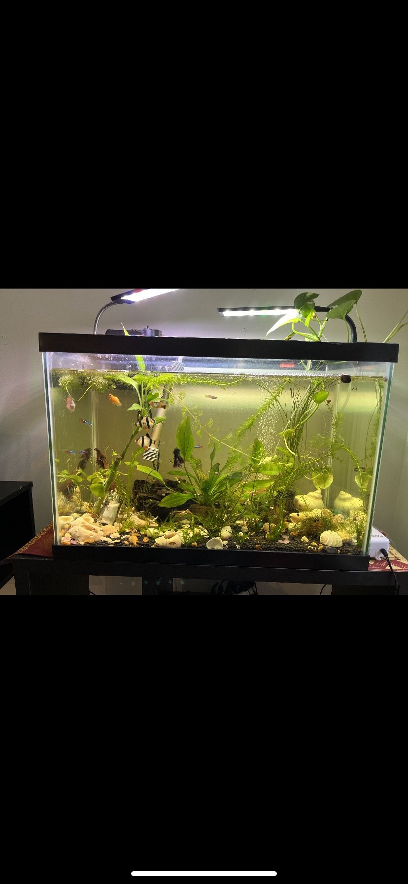 Full Set Glass Aquarium W/ Fish