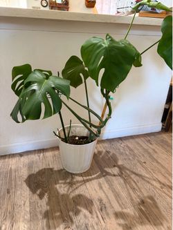 Monstera plant