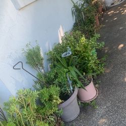 Plants