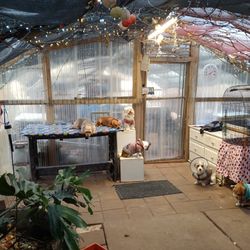 Greenhouse 30ft x  12ft X 6ft High
