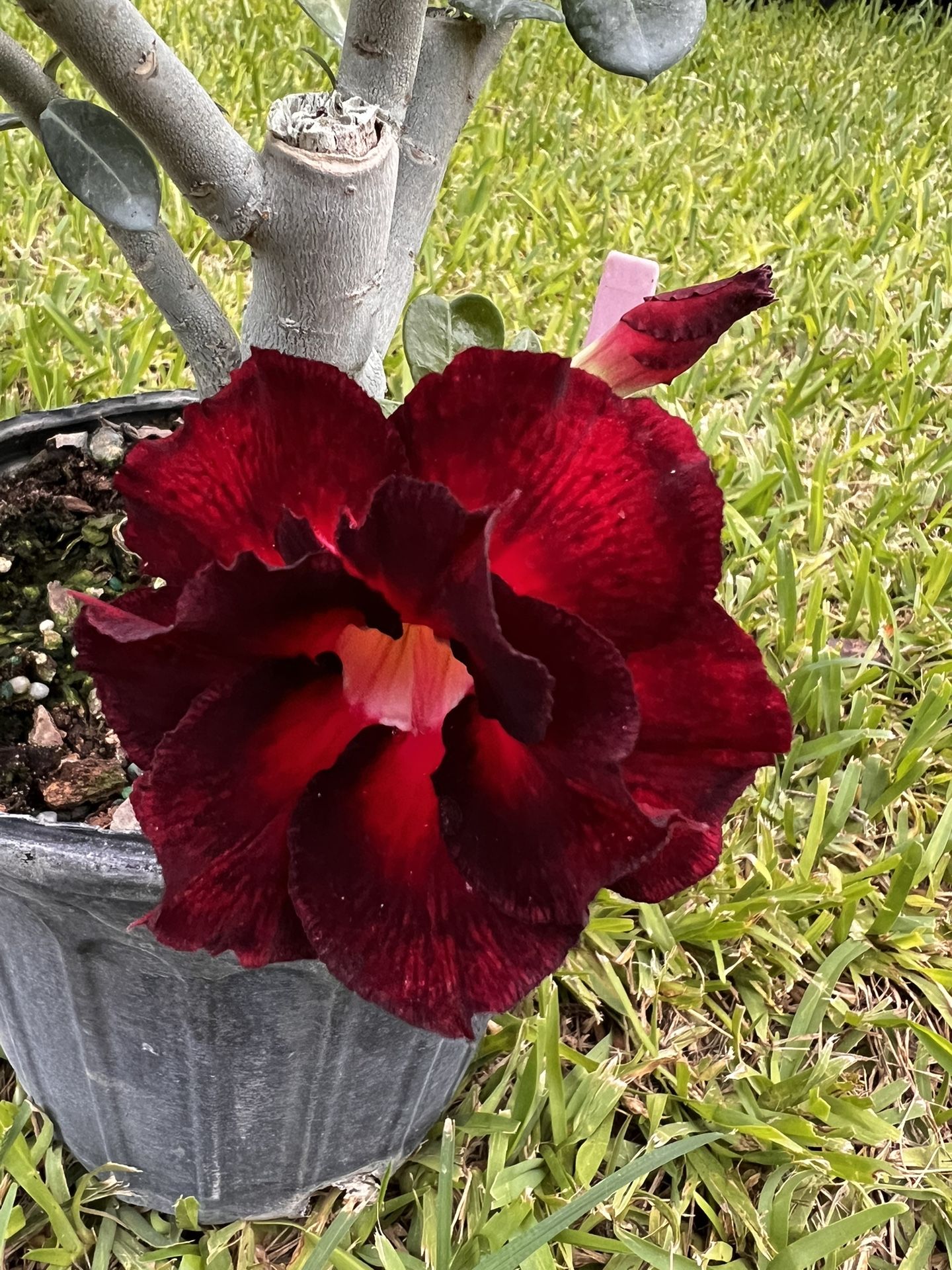 DESERT ROSE PLANT - Hybridized (3 Gallon Pot)