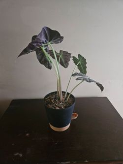 Alocasia Polly