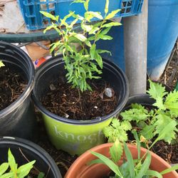 Pomegranate Plant 