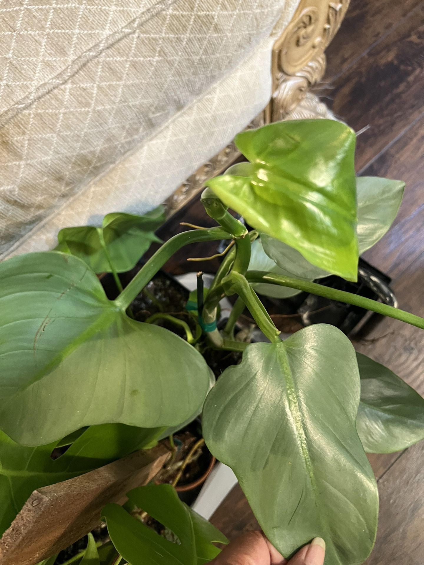 Silver Sword Philodendron Plant Cutting (pls Read Description Below)