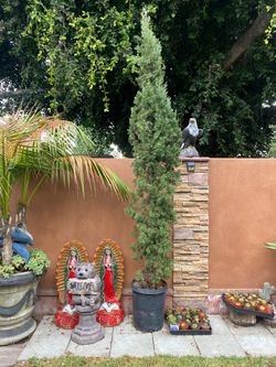 Planta de ciprees