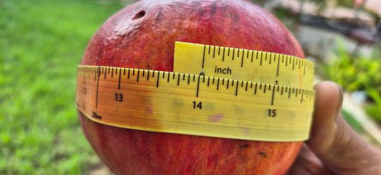 Big promograte fruit.all more than 12 inches round dollar each. limited time only