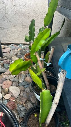Dragonfruit Plants