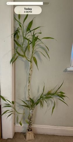 4.5 foot Bamboo plant