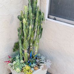 Mix succulents Arrangment in Ceremic pot