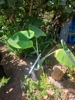 Elephant ear plant