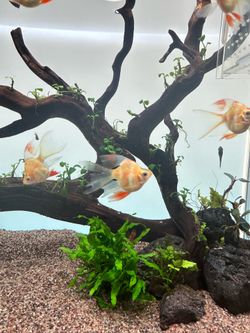Aquarium decor