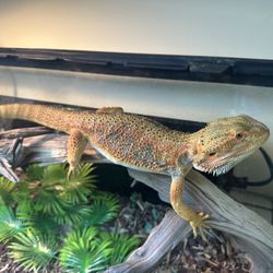 Bearded Dragon With Setup