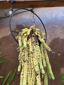 Succulent hanging plant