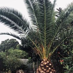 Canary Island Date Palm  You Come Dig Out ! 