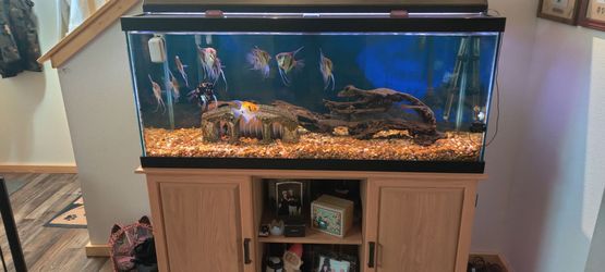 75 gallon tank/stand
