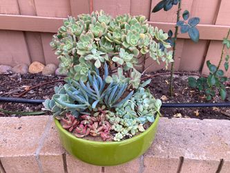 Succulent Plant Arrangement in New 12” Chartreuse Green Ceramic Bowl Planter, Aeonium, Senecios, Kalanchoes, Graptosedums, Echeverias