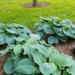 Giant Ripple Hosta, Live Plant