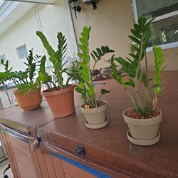 ZZ PLANT $14,$14,$25,$35 (each)