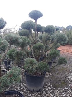 Trees, Plants, Shrubs, Flowers, Flowering trees 