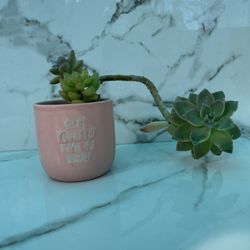 Succulents