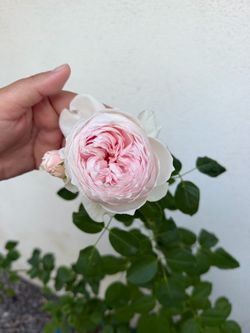 Earth Angel Rose