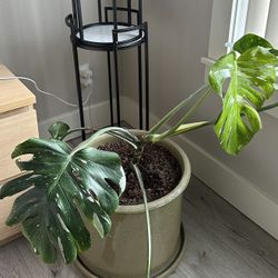 Big Monstera Mint
