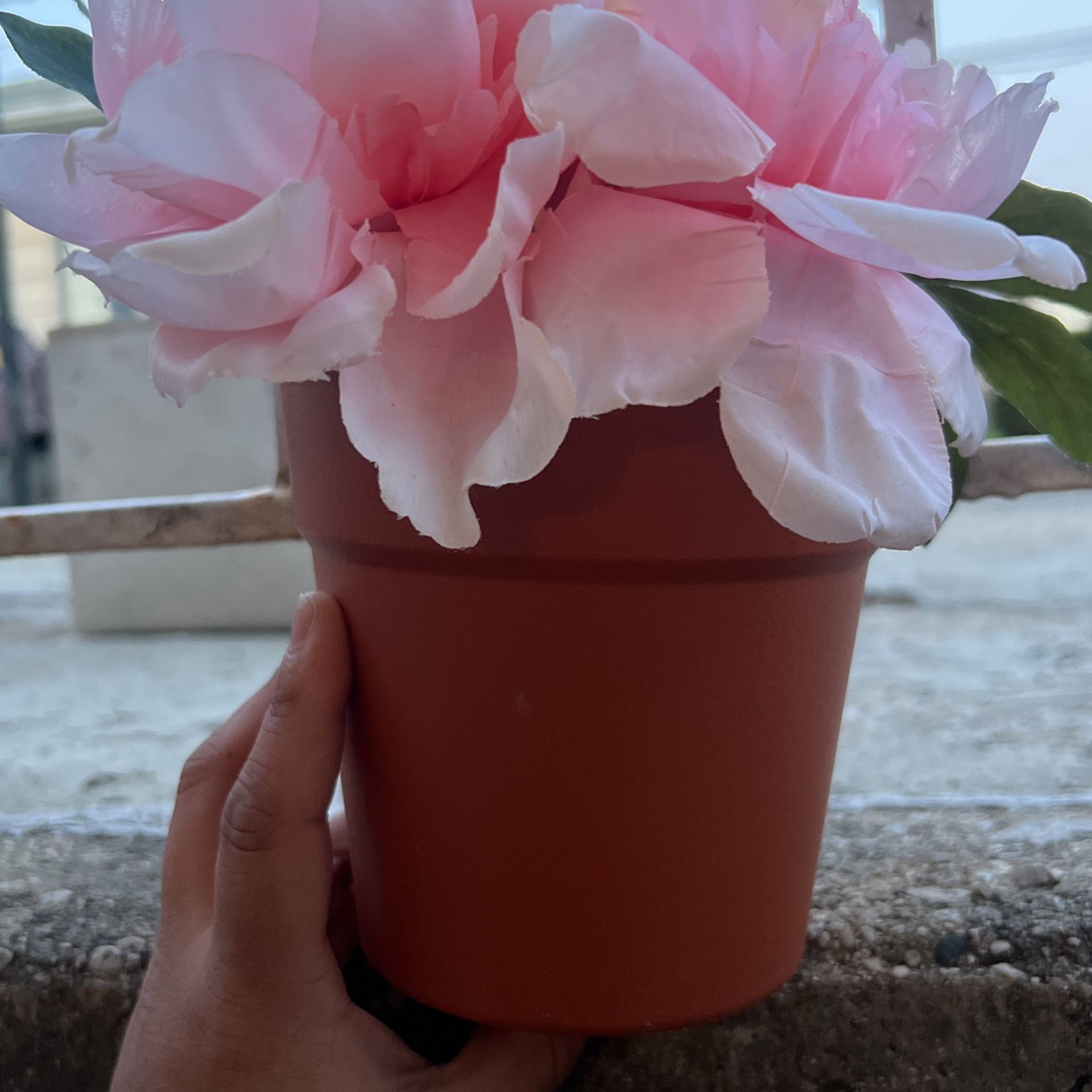 Pot Pink Flowers New 