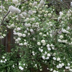 Eastern Snowball Plant 