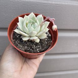 4” echeveria succulent 