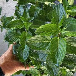 3 Gal Mint Live Plant, Herb, 1ft+ Tall, Bushy