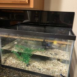10 Gallon Fish Tank And Beta Fish