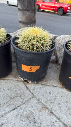 Cactus Plant #3