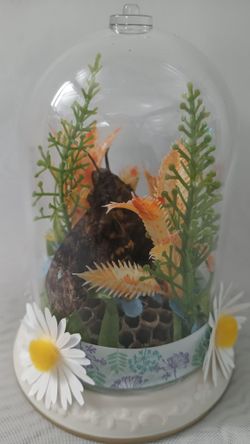 Preserved Wasp Nest & Deaths Head Hawk Moth Oddity Dome Curiosity Taxidermy