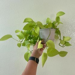 Neon Pothos Healthy Indoor Plant in Plastic Pot with Base