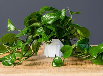 Lush Trailing Global Green Jade Pothos Money plant/ Indoor plant/ House Plant/ Flower Patio Garden
