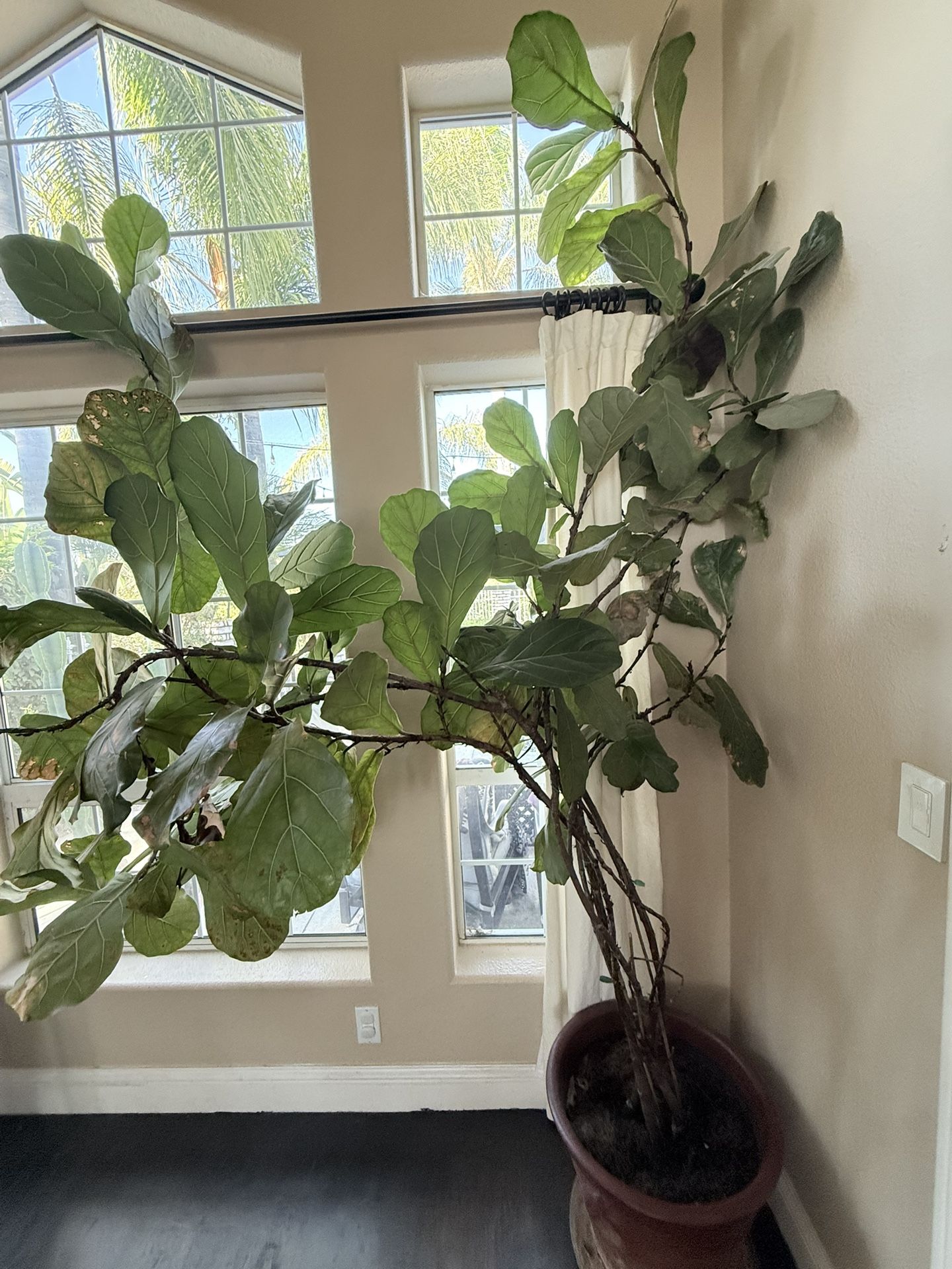 Giant Fiddle Leaf Fig (Ficus lyrata) – ~9 ft Tall w/ Large Planter Indoor Real Tree Plant