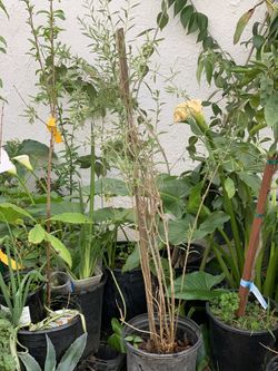 Organic Large Fruiting Thornless Goji Berry Live Plant 5 Gallon Pot  Cash Only  Location: located close to Shell gas station 1601 North Capitol Ave, S