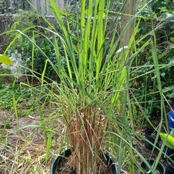 Lemongrass