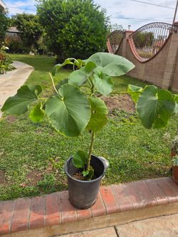 Yerva Santa Plant Medesinal