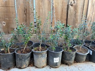 Olive Trees 1 foot tall $10 each fruitless and black olives available Olive Trees 1 foot tall $10 each fruitless and black olives available