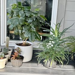 Bloomscape & Other Indoor Plant Collection