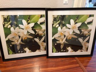 Pair of Framed Floral Photography Prints