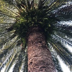 6.5 ft circumference Canary island date palm tree for sale